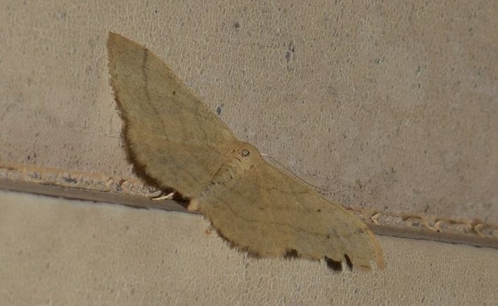 Idaea straminata (Geometridae)?